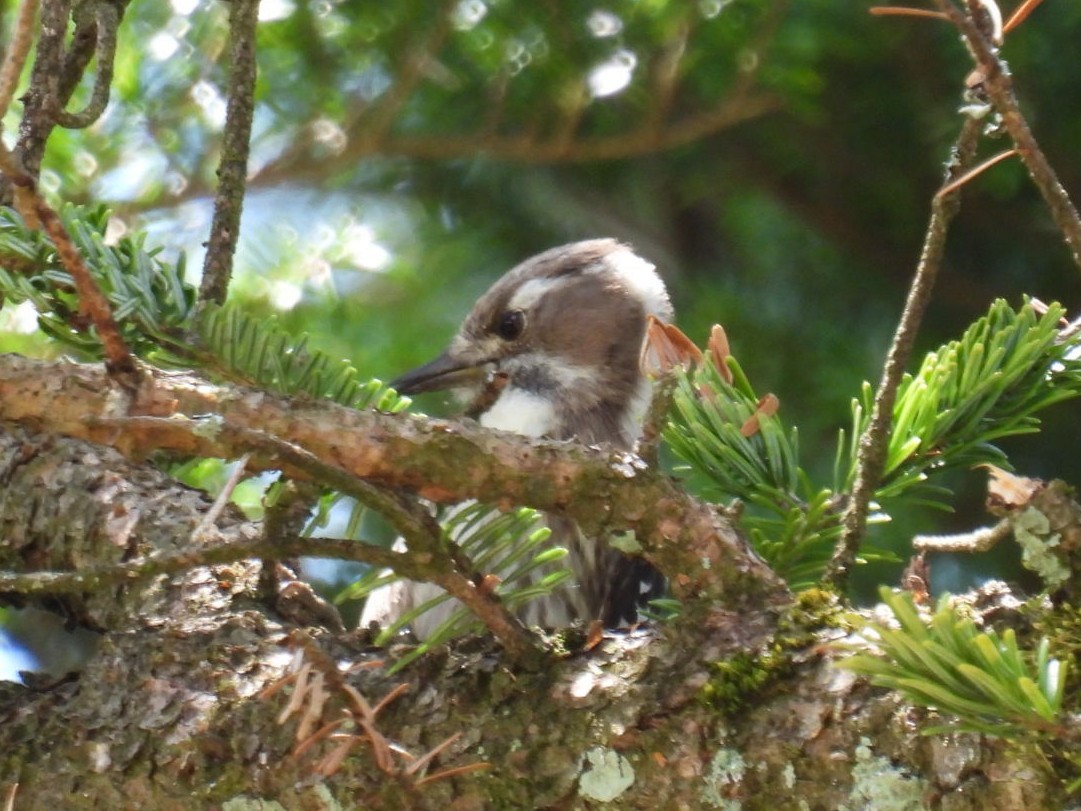 Japanese Pygmy Woodpecker - Helen Erskine-Behr
