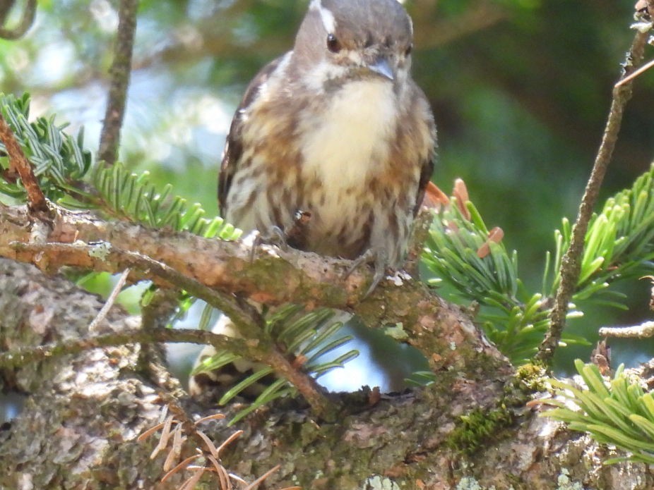 Japanese Pygmy Woodpecker - Helen Erskine-Behr