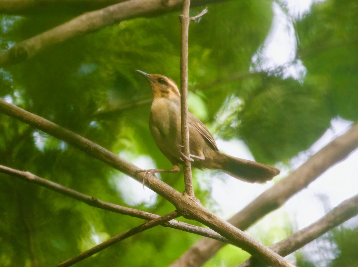 Buff-banded Bushbird - ML617513887