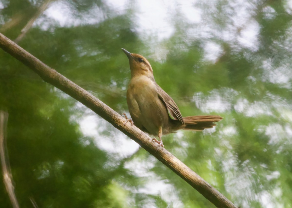 Buff-banded Bushbird - ML617513888