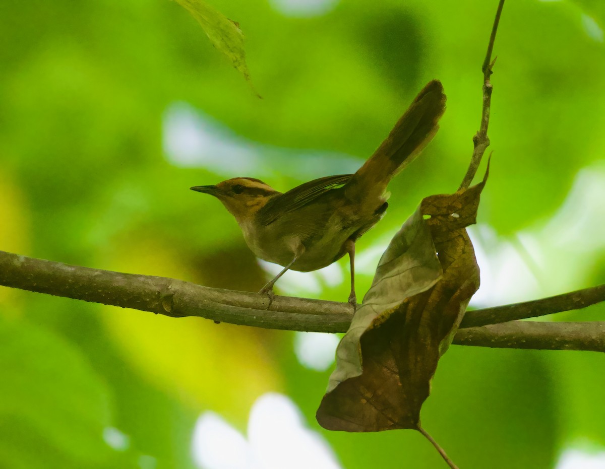 Buff-banded Bushbird - ML617513892