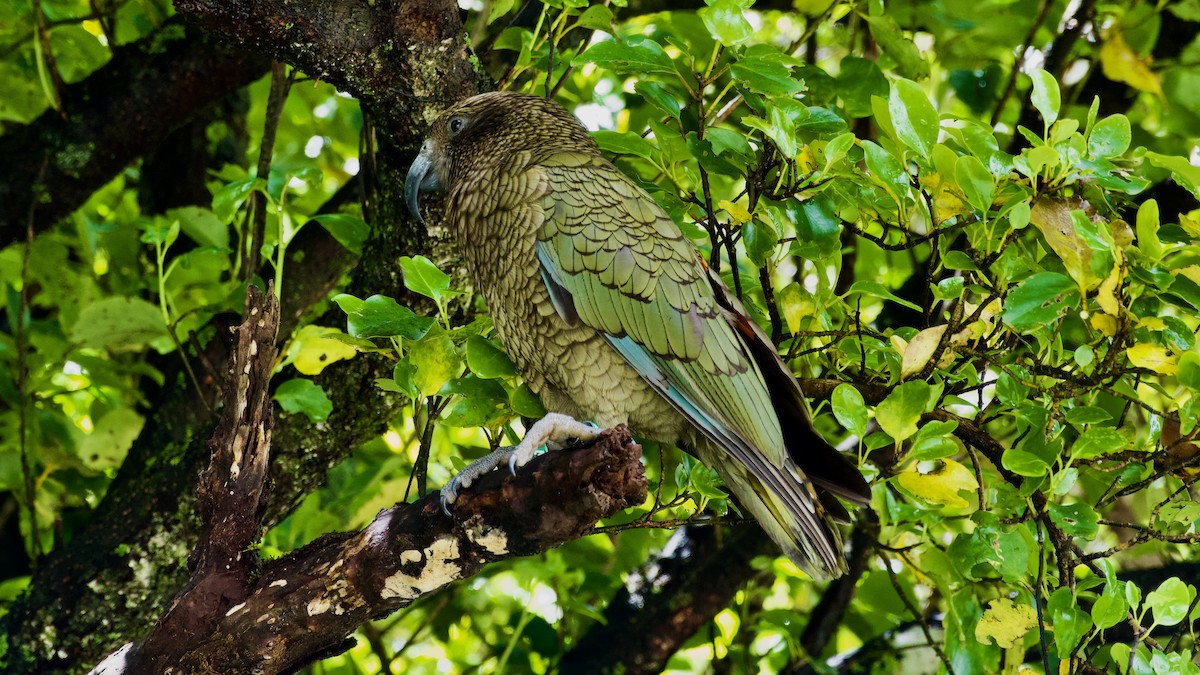 Kea - ML617513928