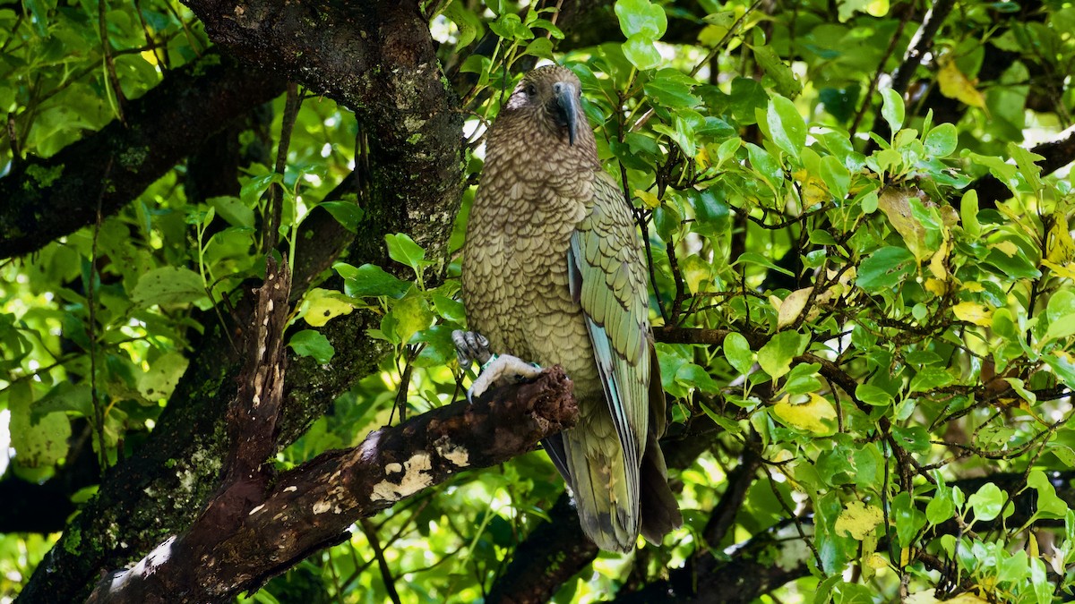 Kea - ML617513946