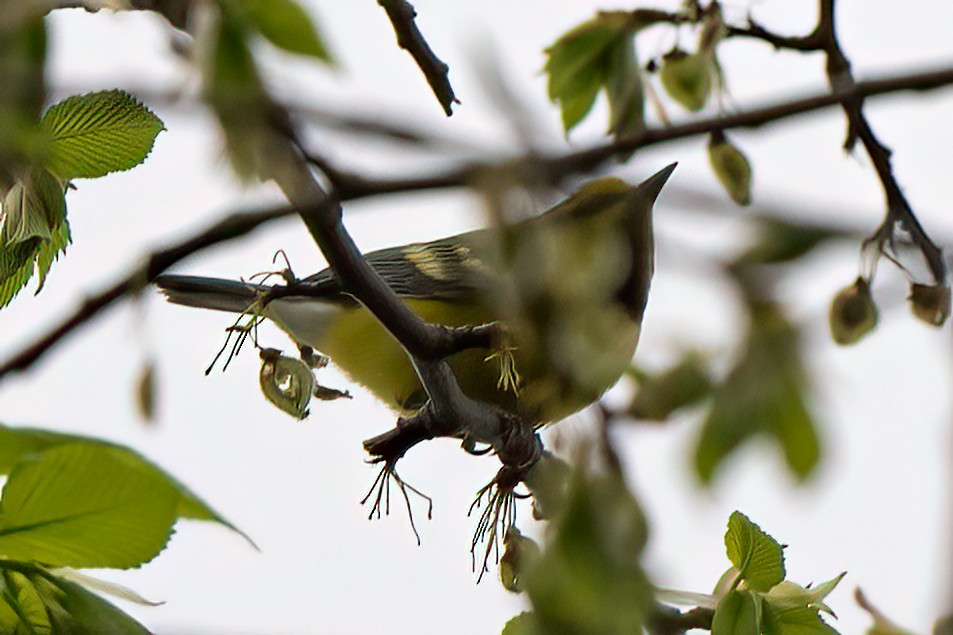 Lawrence's Warbler (hybrid) - Nadine Bluemel