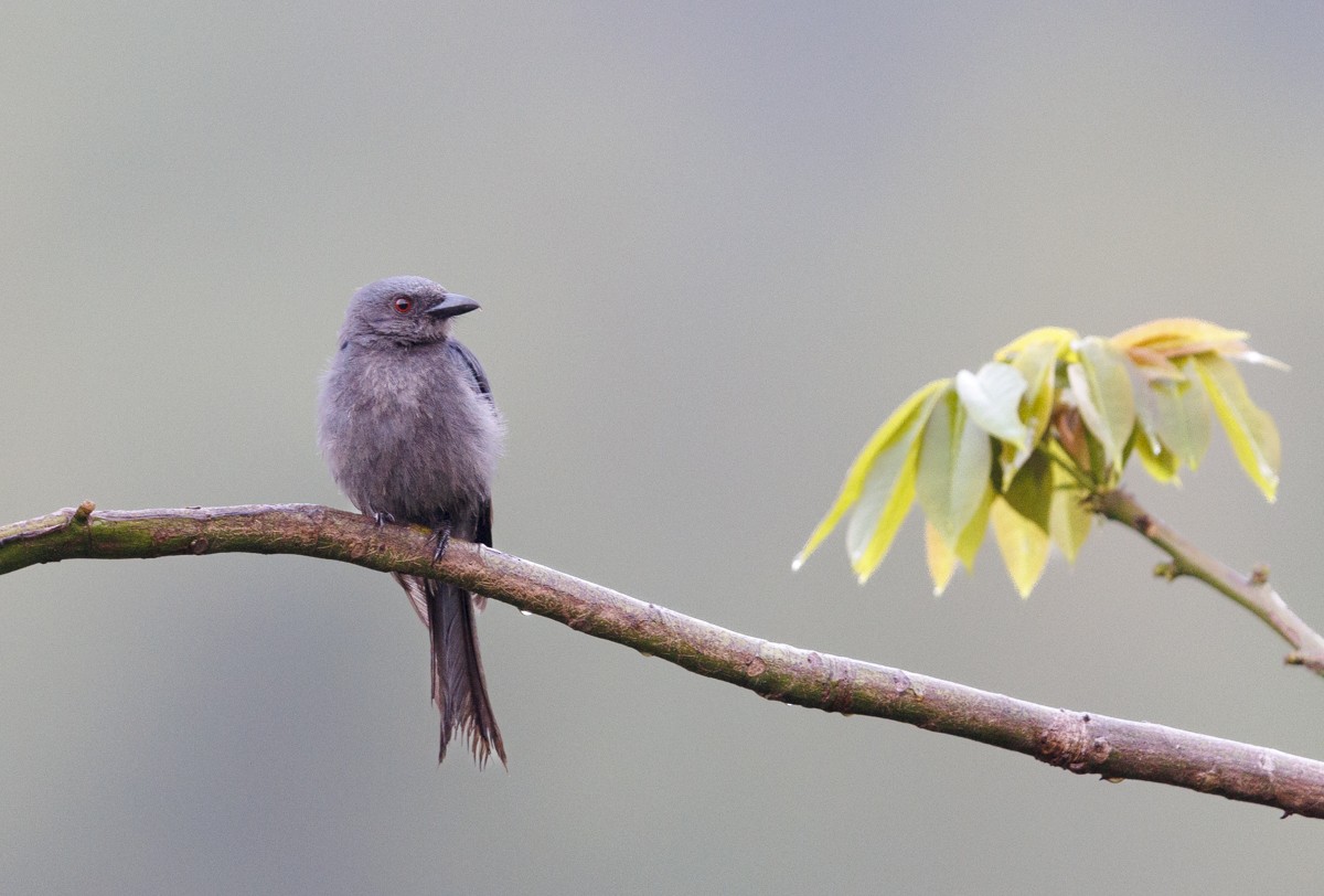 Ashy Drongo - ML617513987