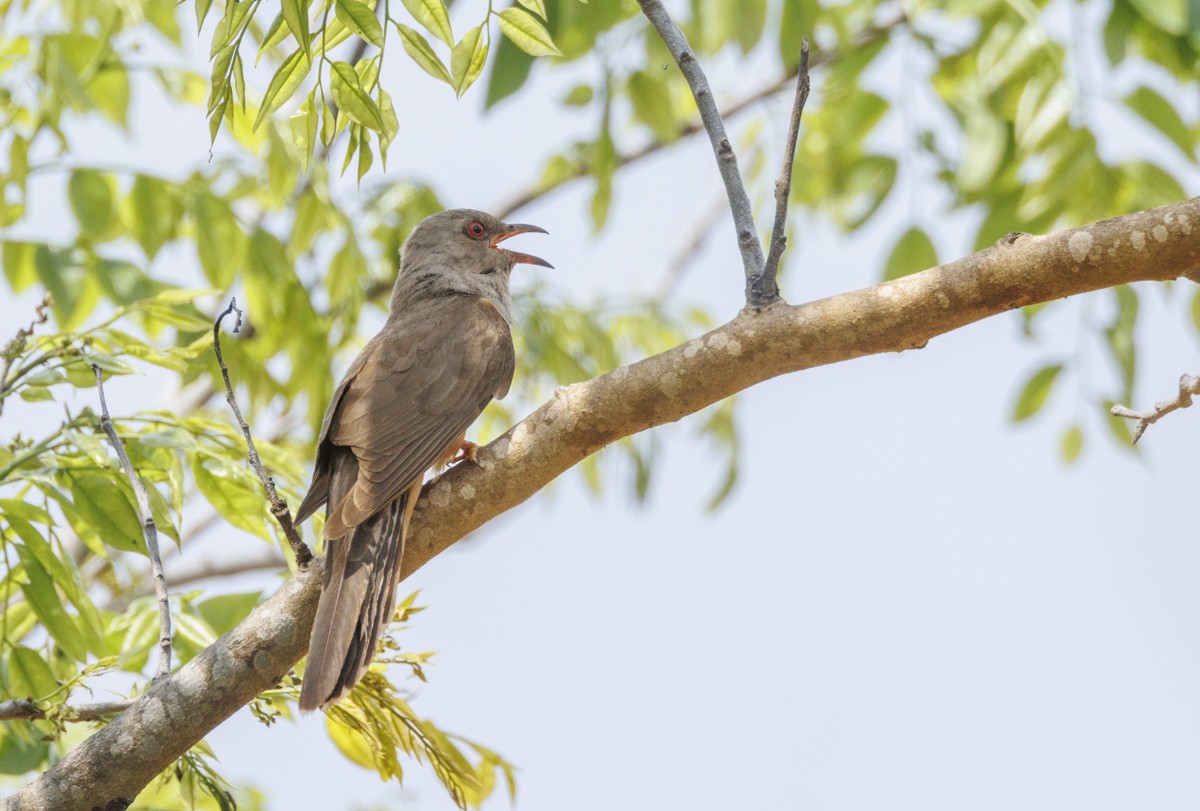 Plaintive Cuckoo - ML617513990