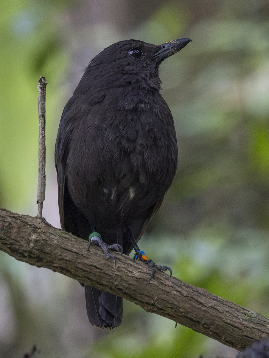 Bornean Whistling-Thrush - Charmain Ang