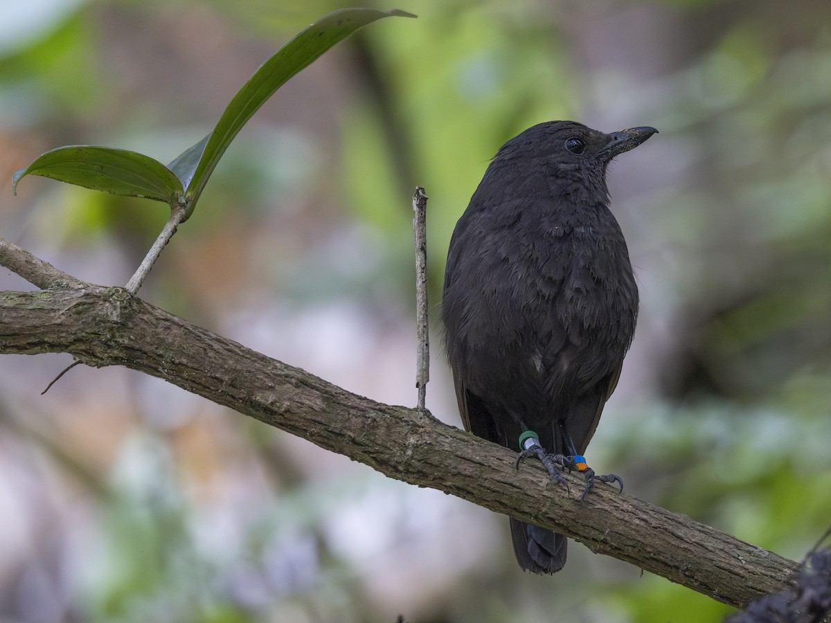 Bornean Whistling-Thrush - Charmain Ang