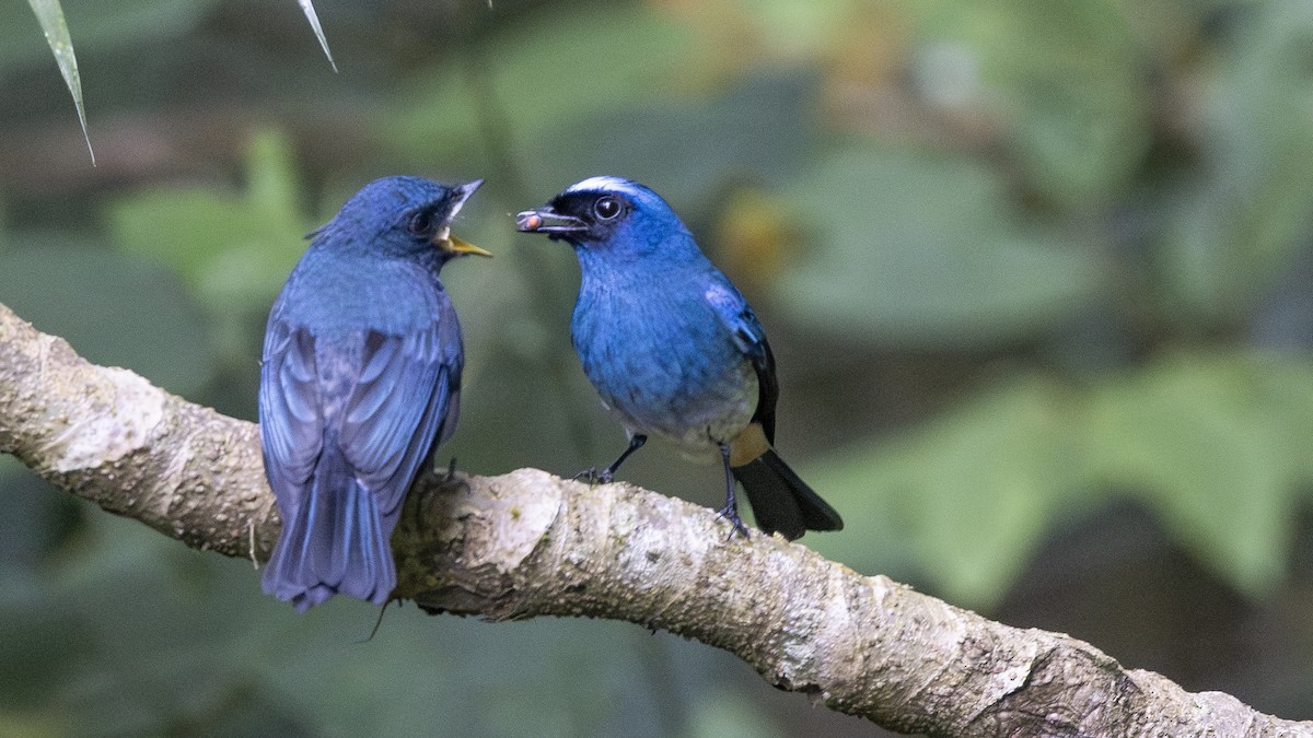 Indigo Flycatcher - Charmain Ang