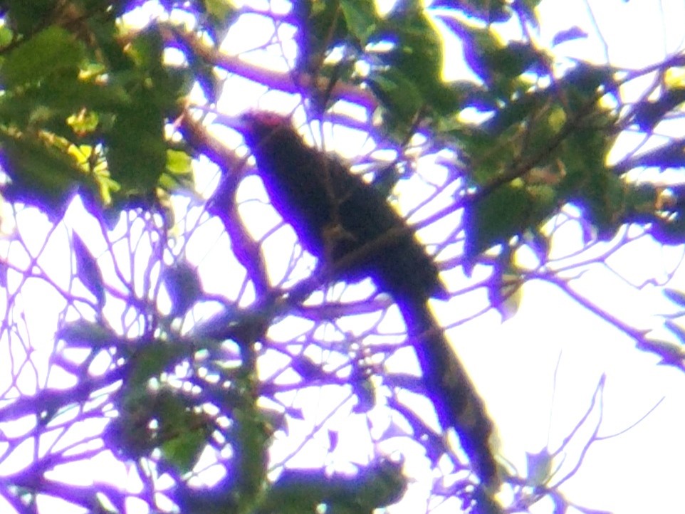 Red-crested Malkoha - ML617514114