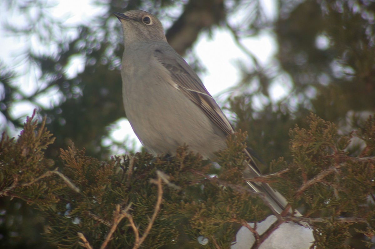 Townsend's Solitaire - ML617514124