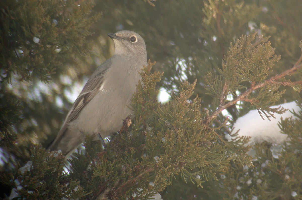 Townsend's Solitaire - ML617514125