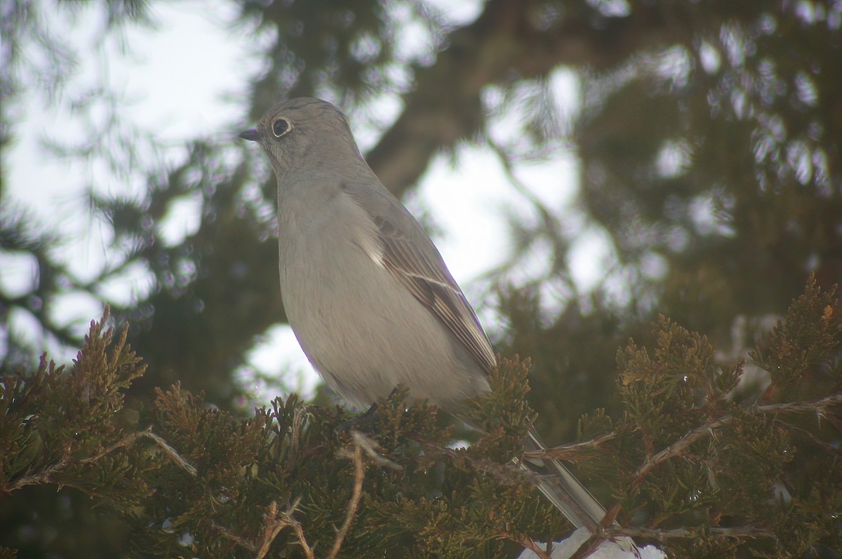 Townsend's Solitaire - ML617514126