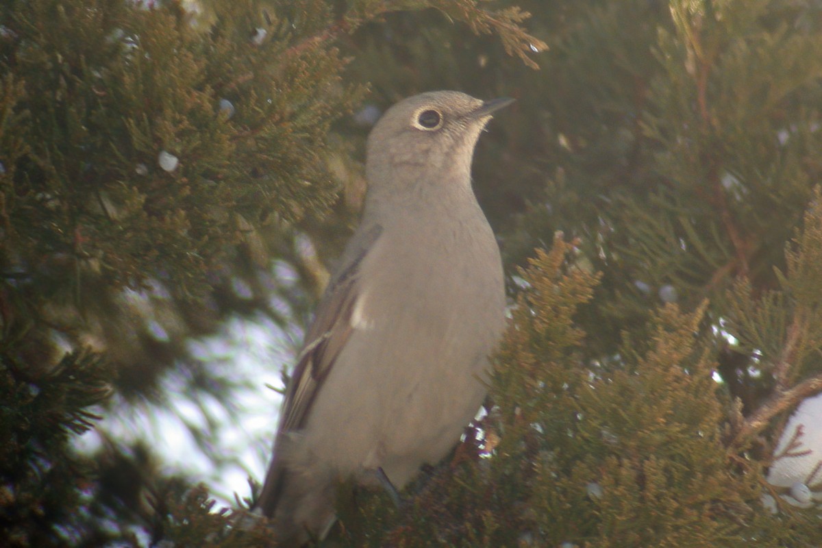 Townsend's Solitaire - ML617514127