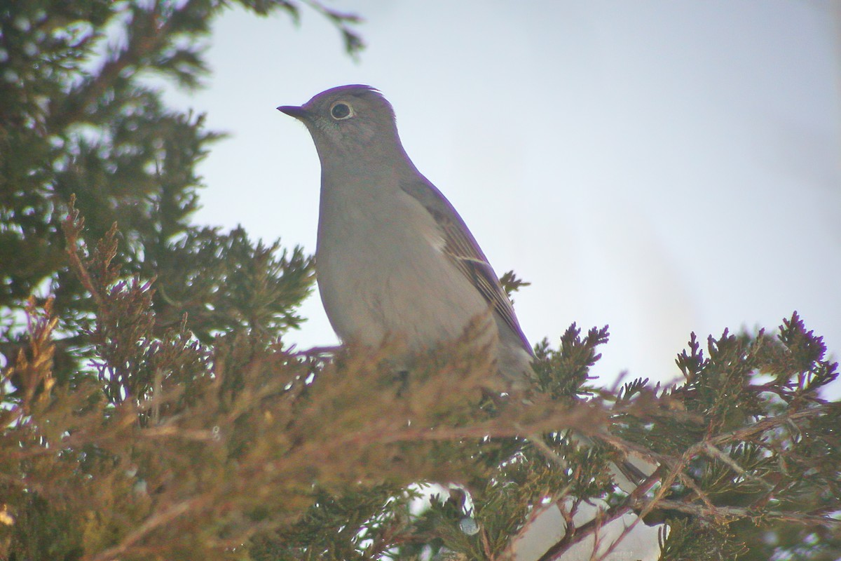 Townsend's Solitaire - ML617514128
