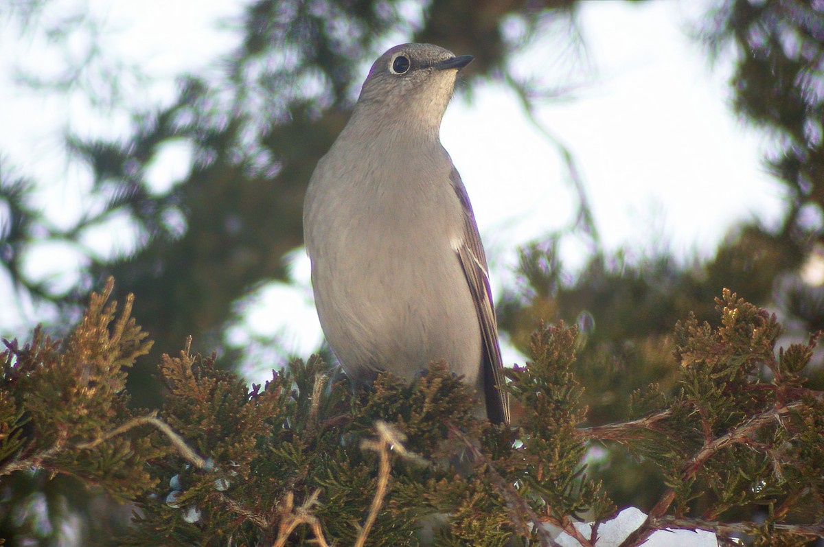Townsend's Solitaire - ML617514129