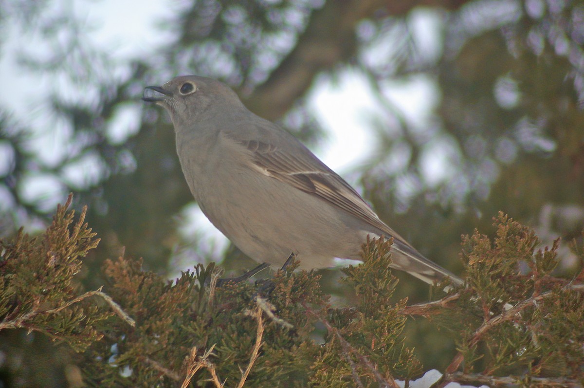 Townsend's Solitaire - ML617514130