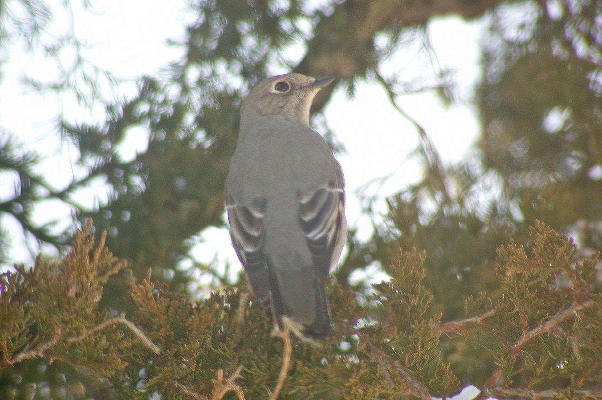 Townsend's Solitaire - ML617514131