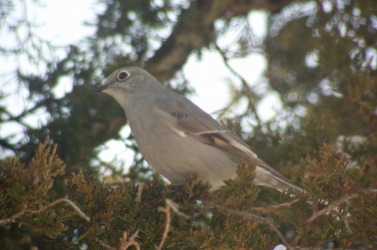 Townsend's Solitaire - Allen Chartier