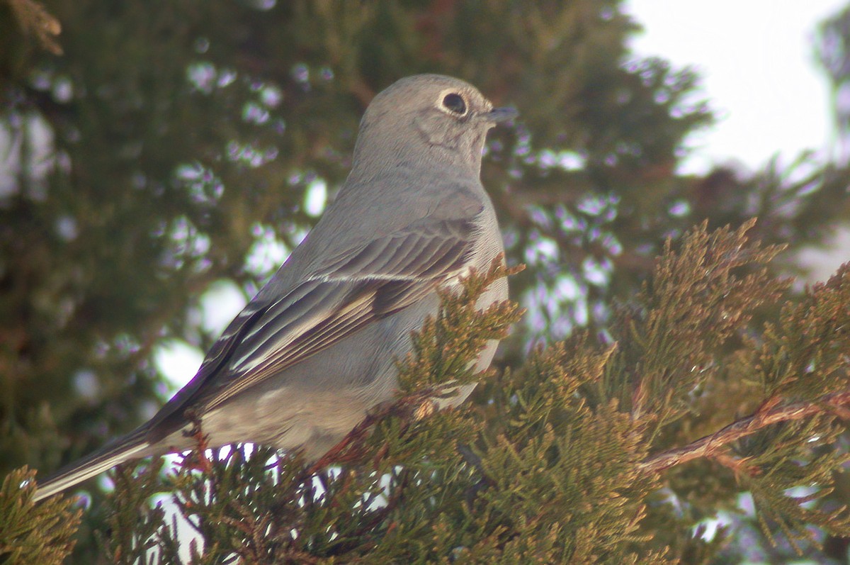 Townsend's Solitaire - ML617514133