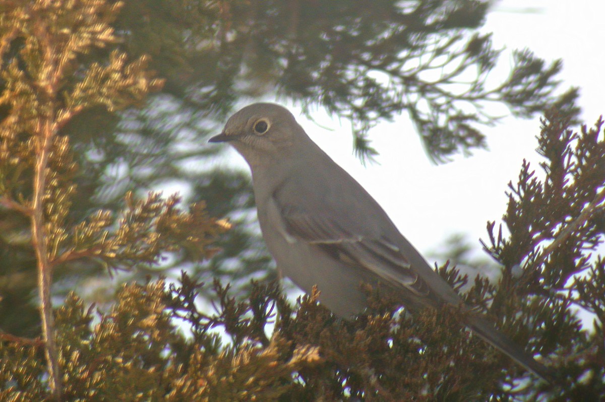 Townsend's Solitaire - ML617514134