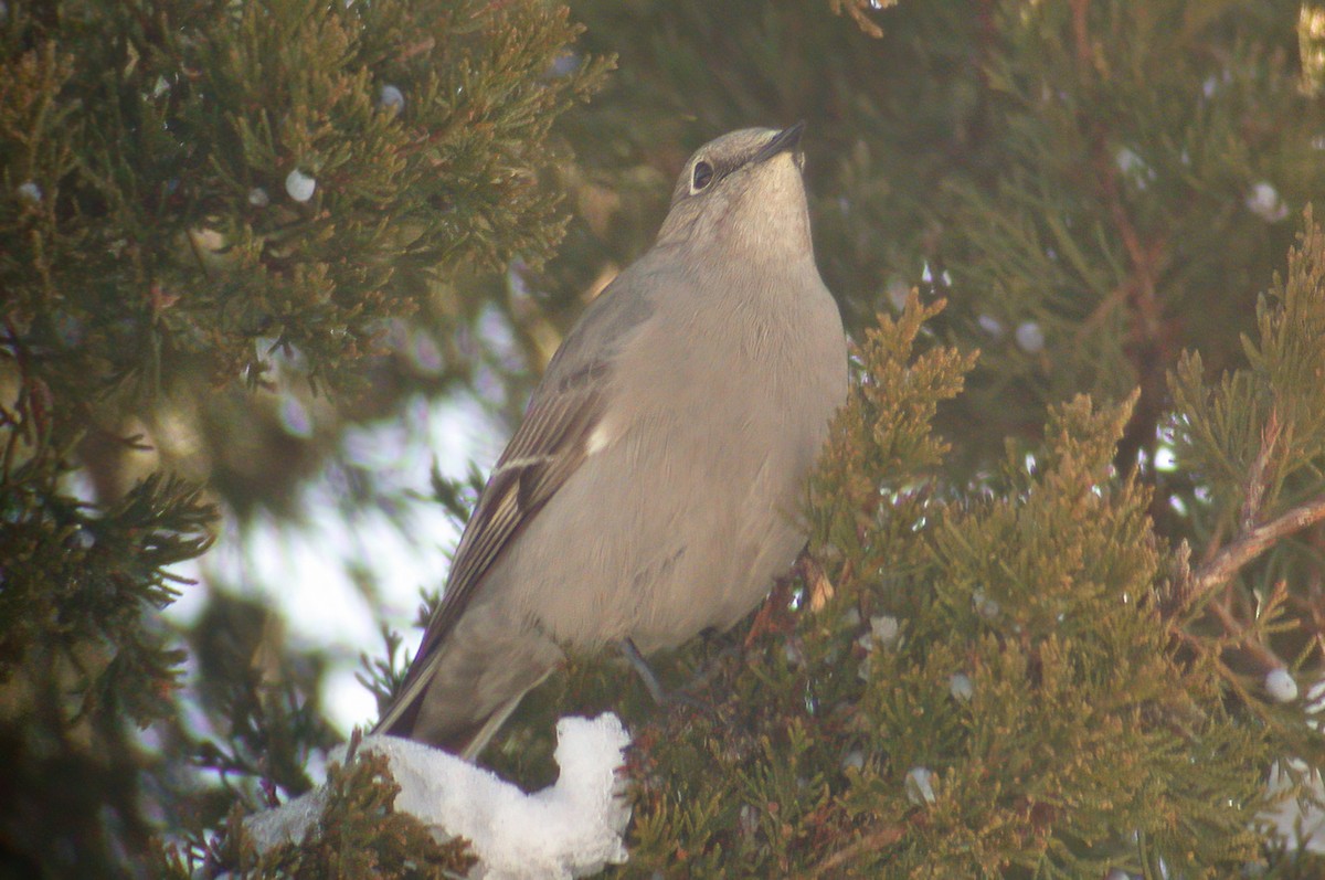 Townsend's Solitaire - Allen Chartier