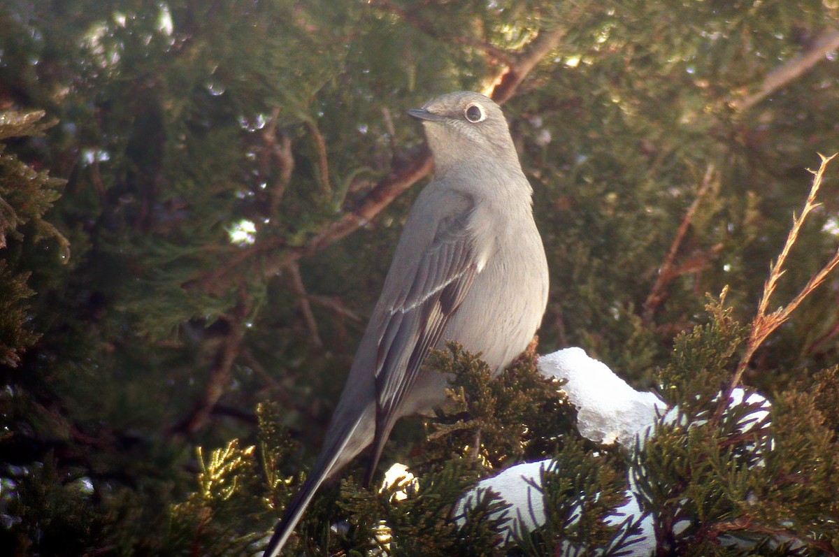 Townsend's Solitaire - ML617514136