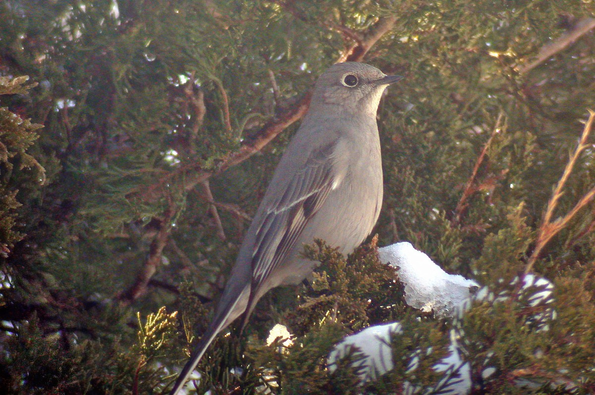 Townsend's Solitaire - ML617514137