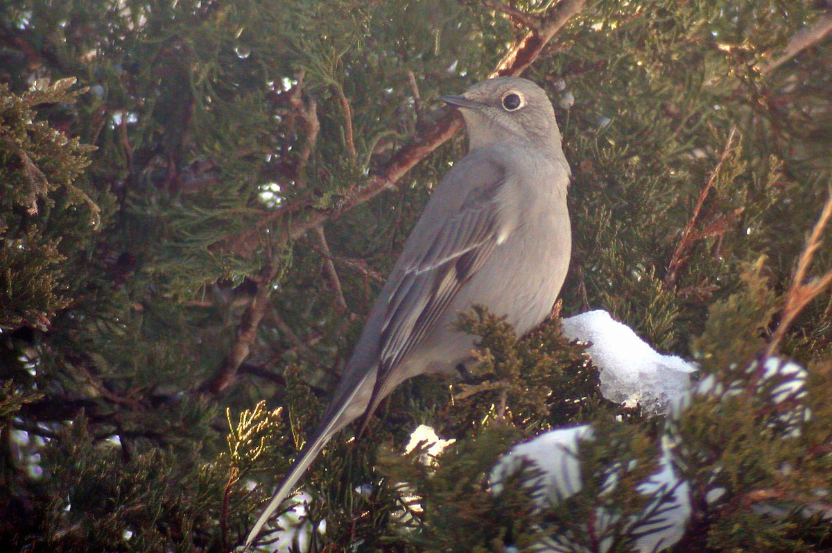 Townsend's Solitaire - ML617514138