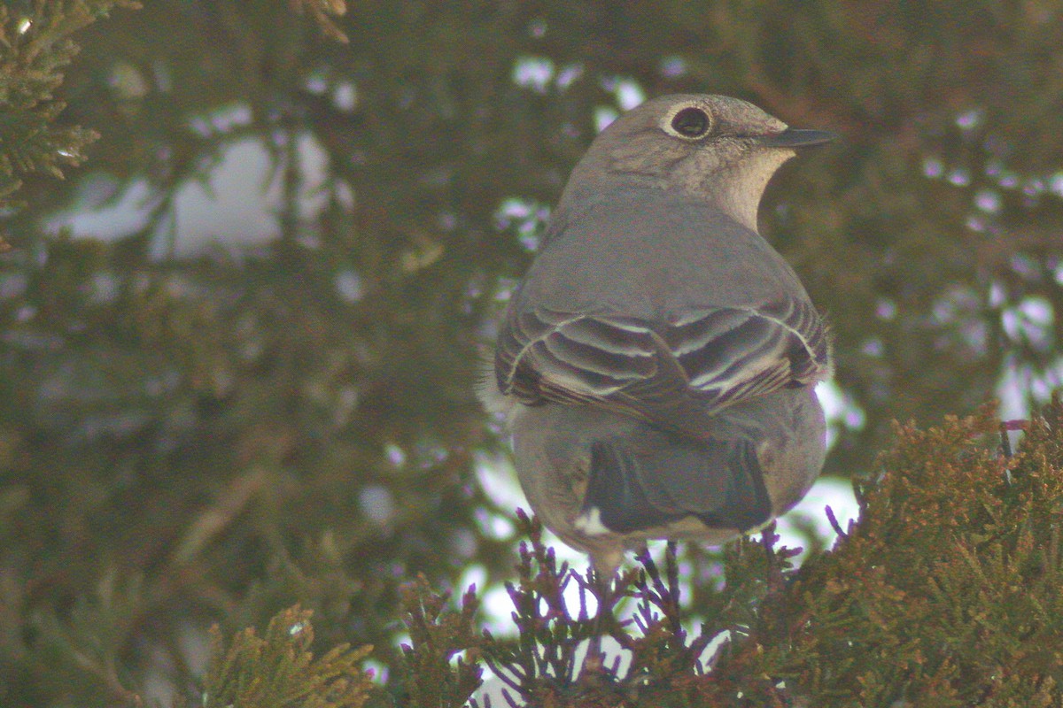 Townsend's Solitaire - ML617514139