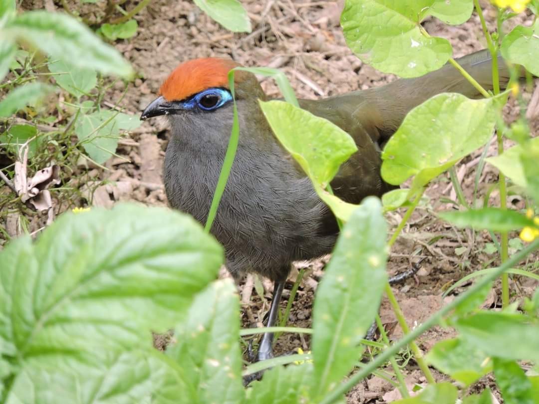 Red-fronted Coua - Alex Trollope