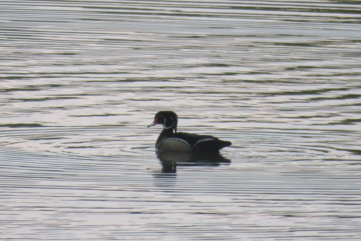 Wood Duck - J. Isaacs