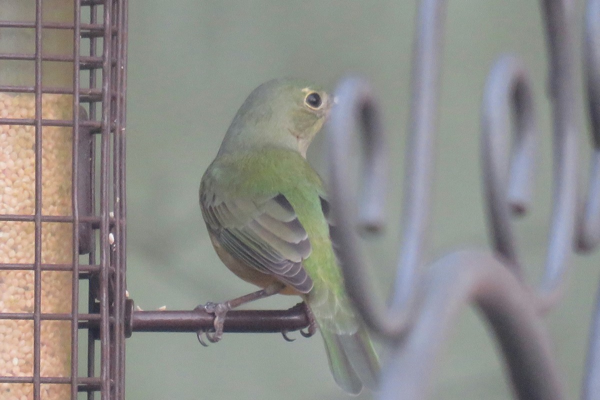 Painted Bunting - J. Isaacs