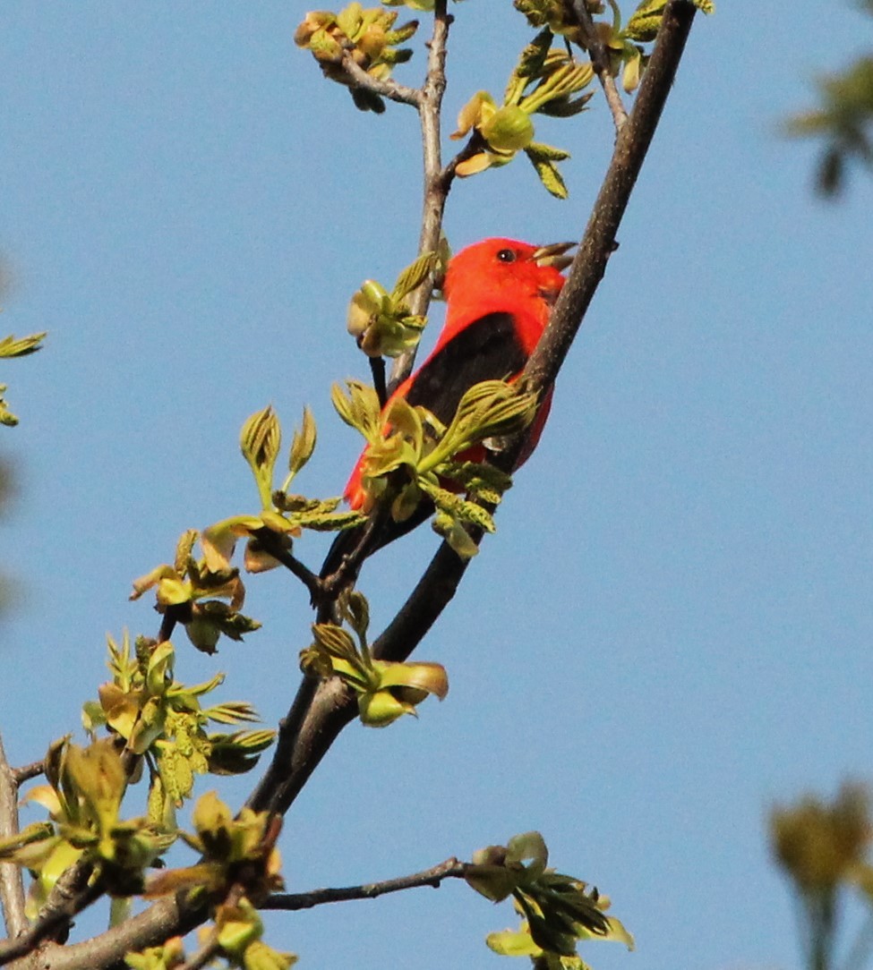 Scarlet Tanager - ML617514179