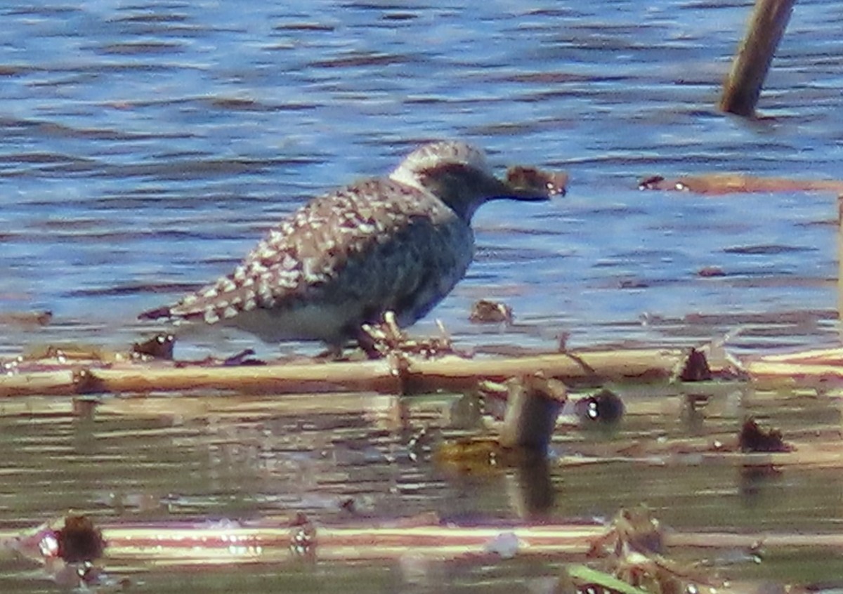 Black-bellied Plover - Alan Boyd