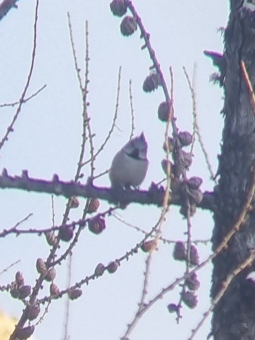 Crested Tit - ML617514218