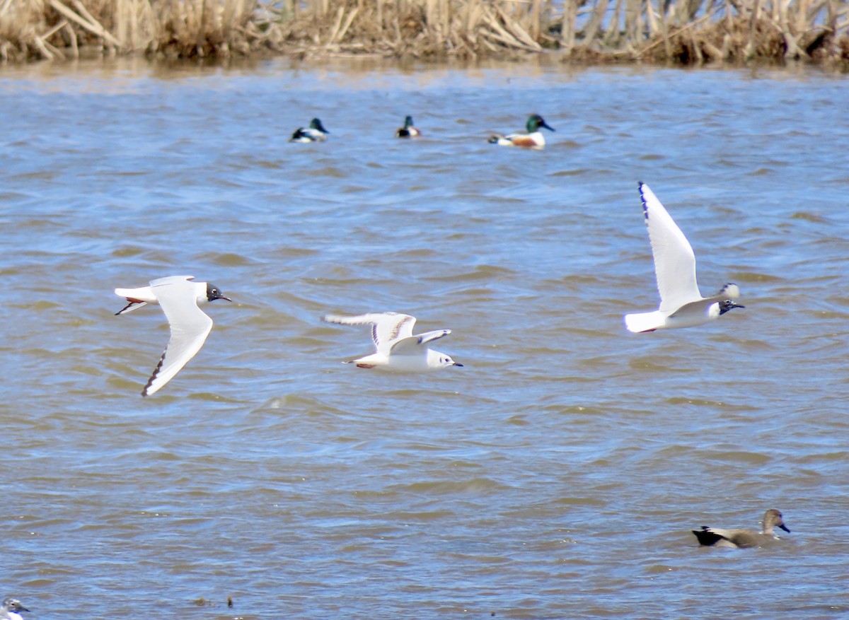 Bonaparte's Gull - Jacob  Van Patten