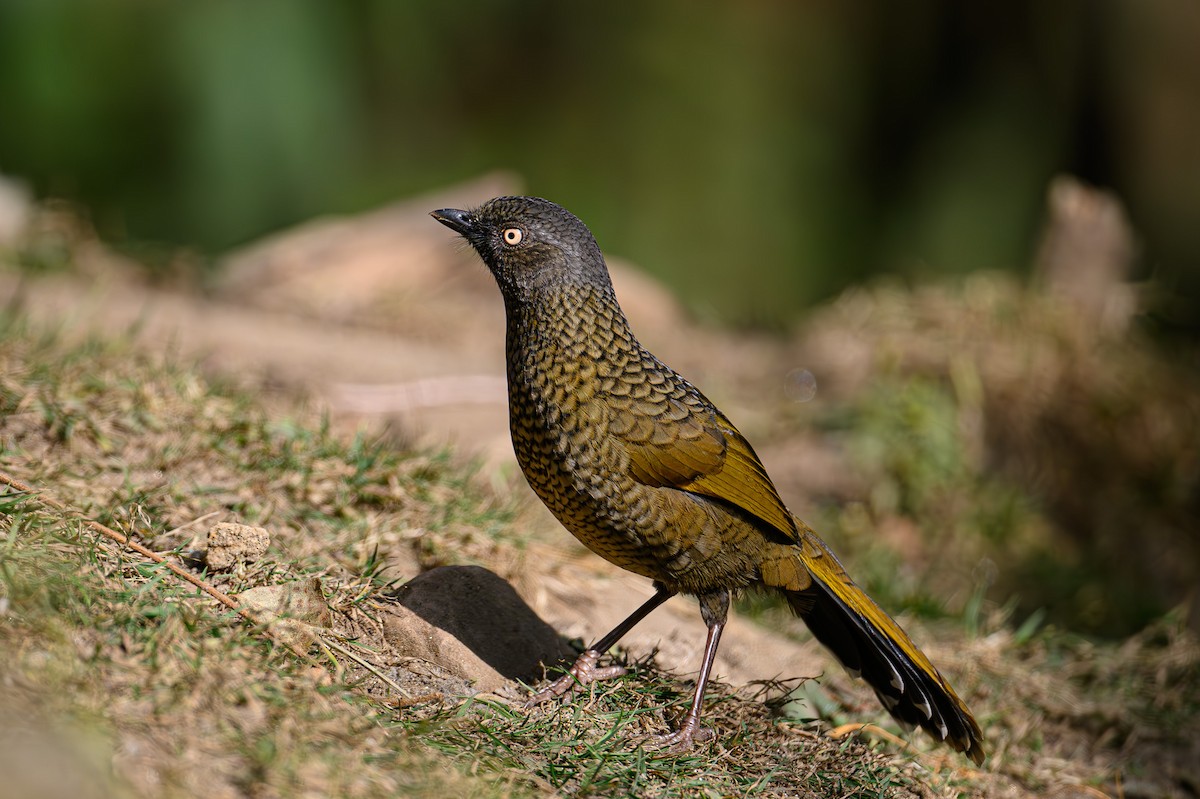 Scaly Laughingthrush - Sudhir Paul