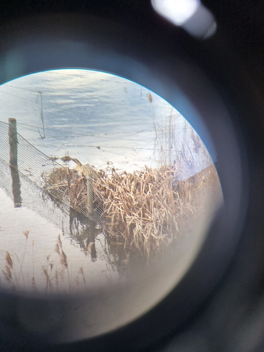 Eurasian Bittern - ML617514278