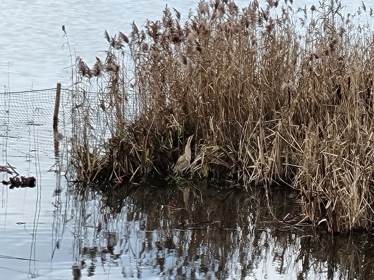 Eurasian Bittern - ML617514280