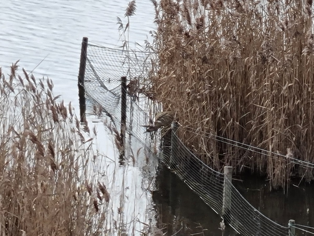 bukač velký - ML617514281