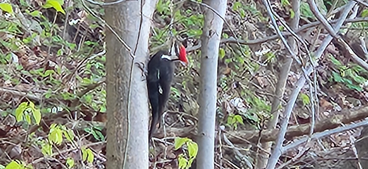Pileated Woodpecker - Hillar Klandorf