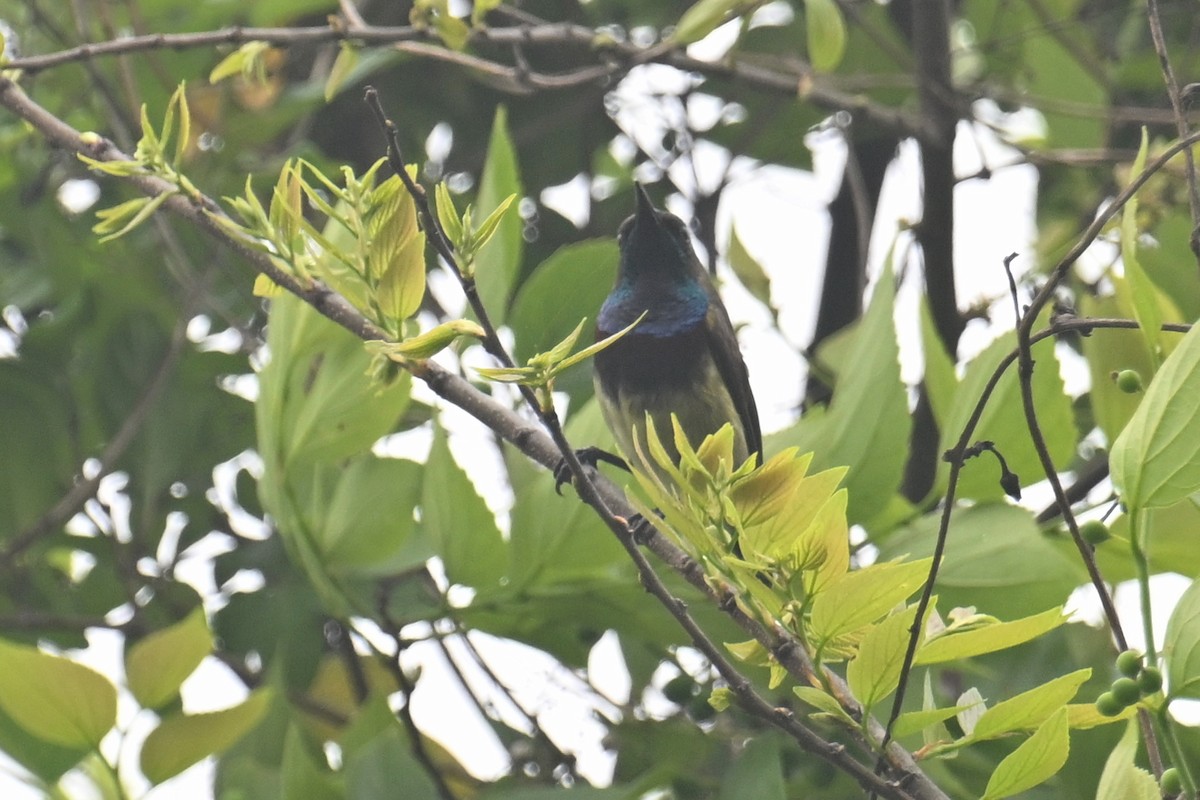 Ornate Sunbird (Cream-bellied) - ML617514328