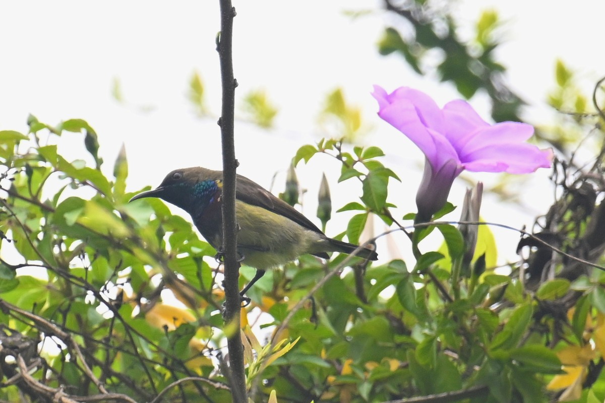 Ornate Sunbird (Cream-bellied) - ML617514329