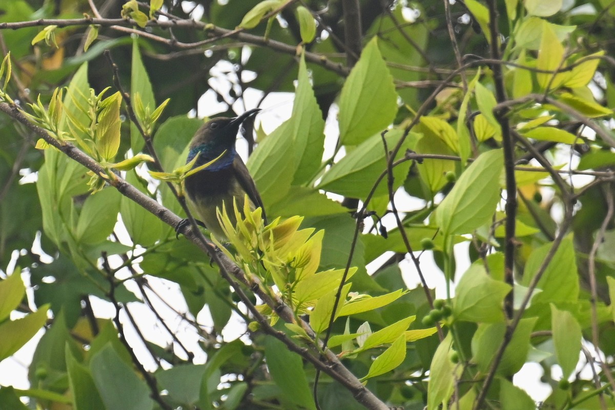 Ornate Sunbird (Cream-bellied) - ML617514330