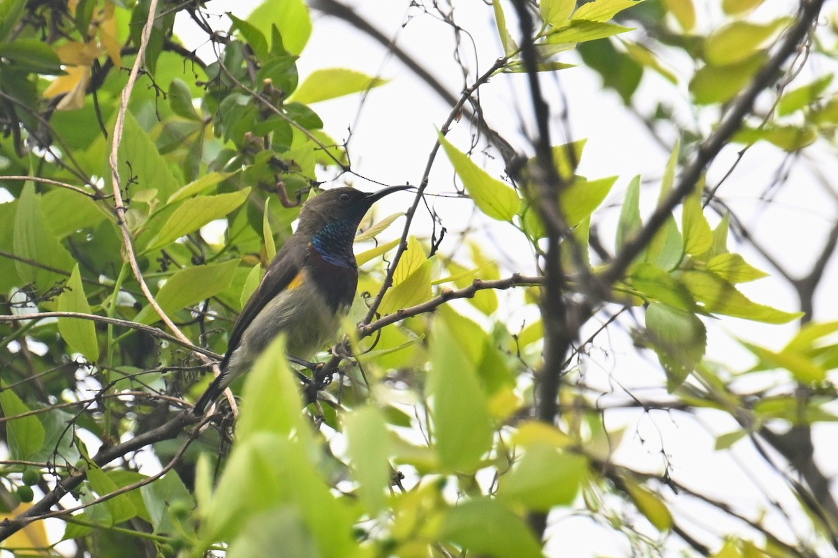 Ornate Sunbird (Cream-bellied) - ML617514331