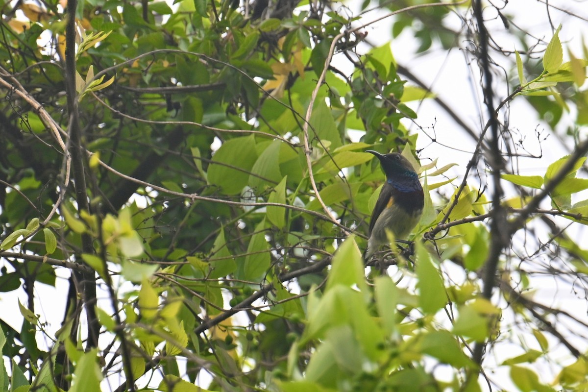 Ornate Sunbird (Cream-bellied) - ML617514332