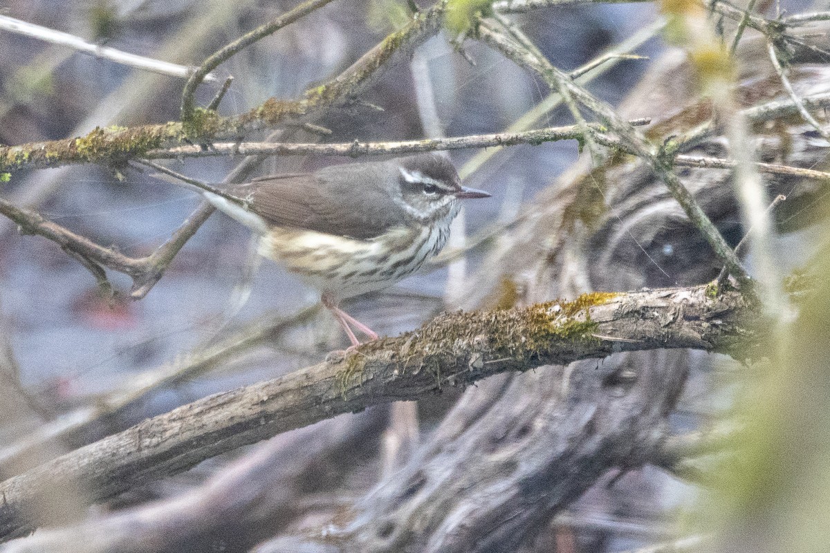 Louisiana Waterthrush - Aaron Sun