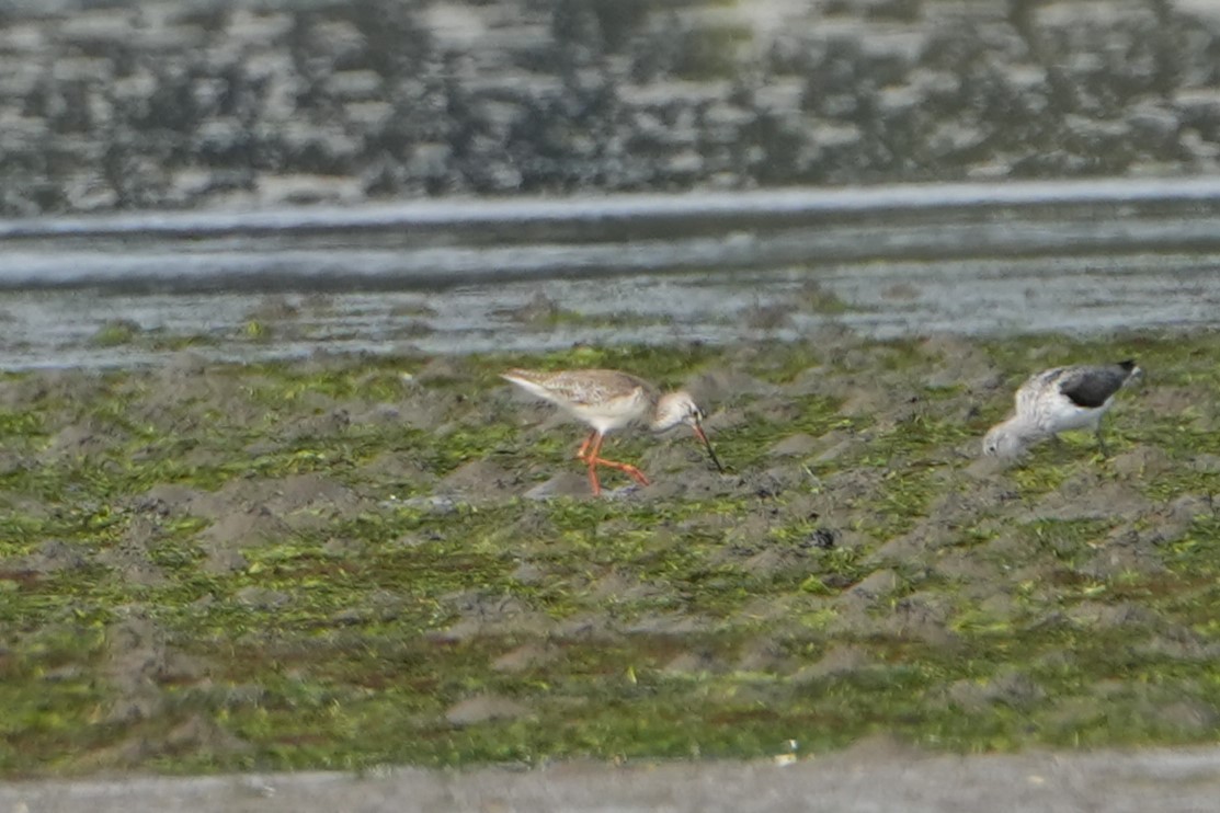 Spotted Redshank - Saúl Román Raso