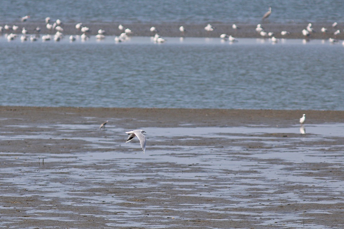 Saunders's Gull - ML617514355